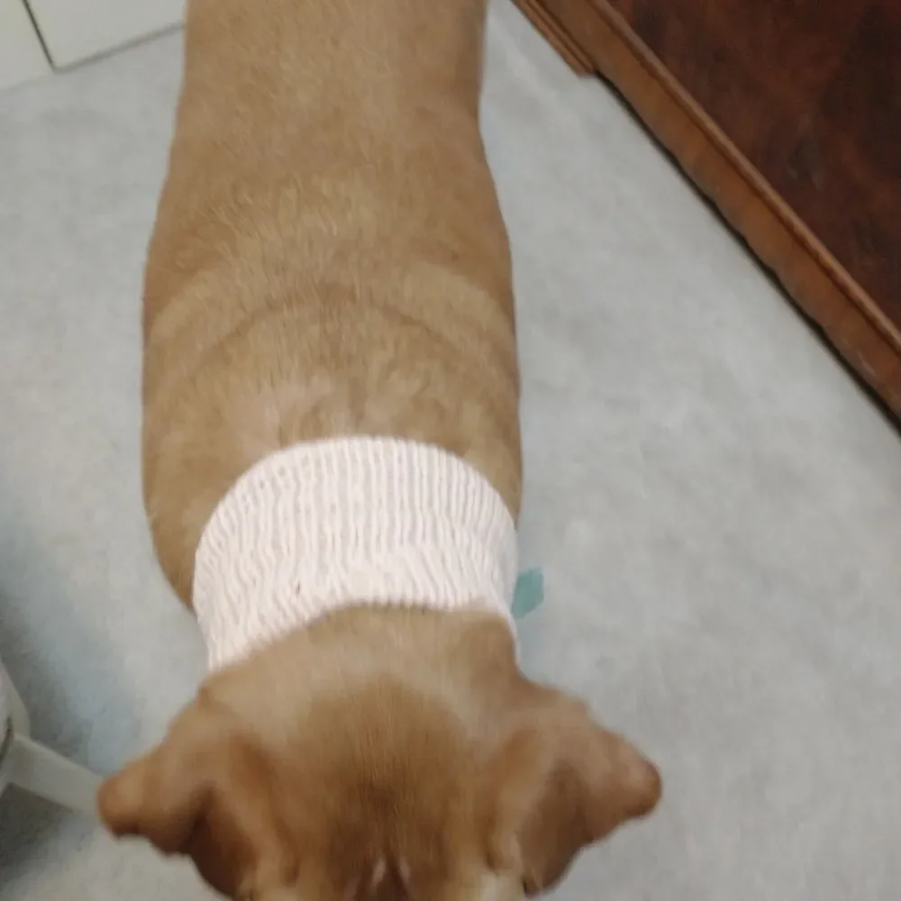 Hand Crafted Large Knit Dog Scarve Pet Clothes Knit Infinity Holiday Winter